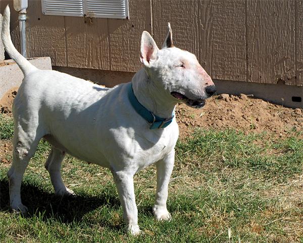 adopt a bull terrier rescue